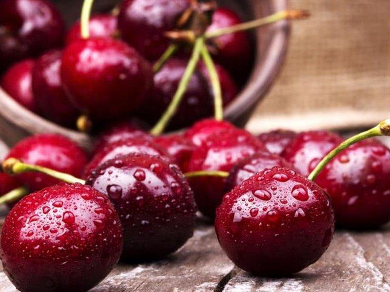 Вишня купить саженцы из питомника в Дмитрове