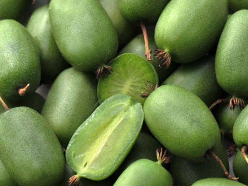 Актинидия купить саженцы из питомнике в Дмитрове
