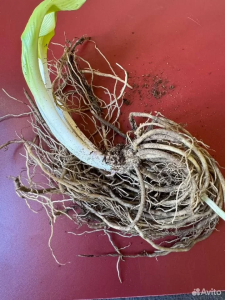Хоста "АНТИОХ"