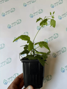 Клематис Кассандра саженец