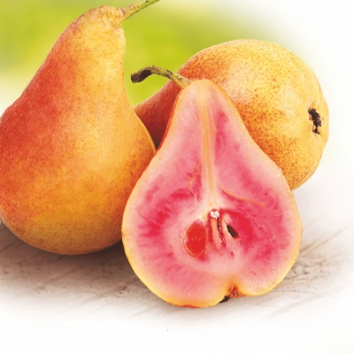 Груша красномякотная "СВАДЕБНАЯ"