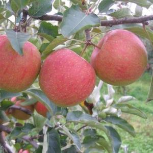 Яблоня "СЛАВА ПОБЕДИТЕЛЯМ"