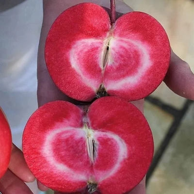 Яблоня "РЭД КЕТТИ"
